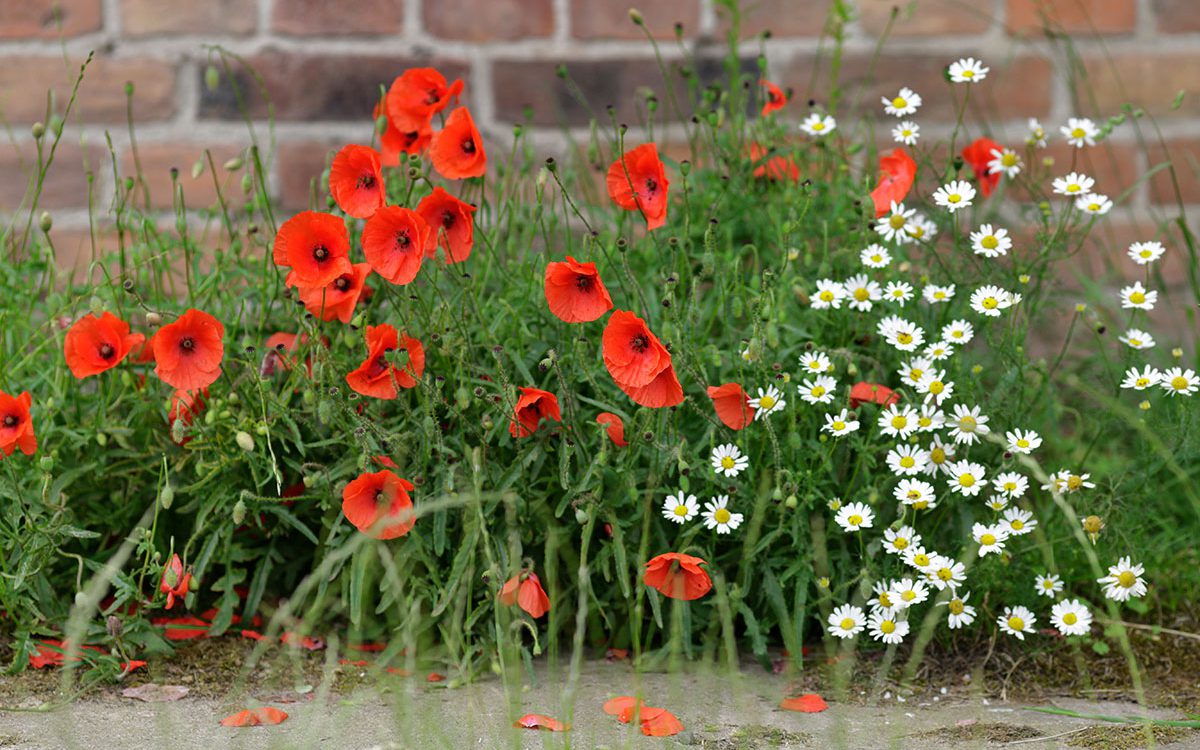 Sommerblumen Mecklenburg